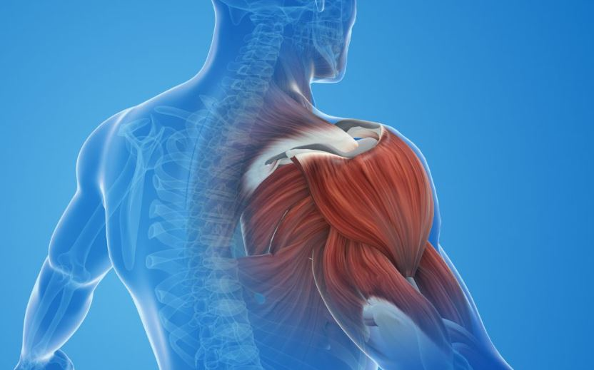 الصين: علماء يطورون جهازا يعمل بالطاقة الذاتية لتسريع تعافى العضلات