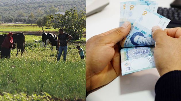 البنك التونسي للتضامن: اسناد قروض بقيمة 12 مليون دينار لفائدة صغار الفلاحين المتضررين من الامطار الاخيرة