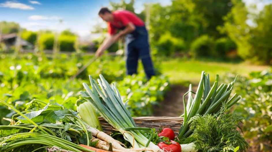 يوم 12 فيفري 2026: المعهد الفرنسي بتونس يُنظم أمسية حول التحول نحو الزراعة الإيكولوجية في تونس