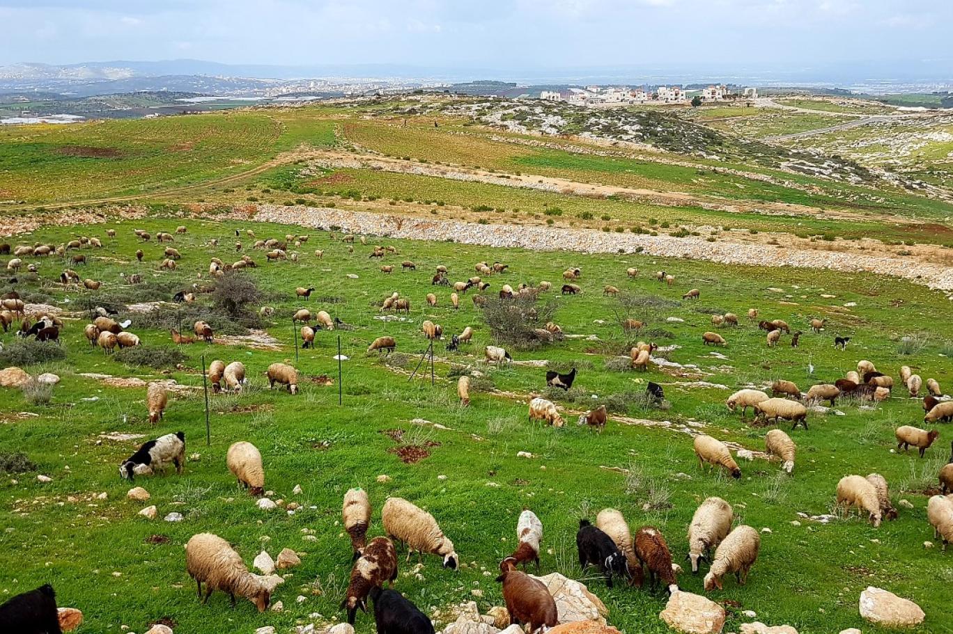 اليوم: الحمامات تحضن المؤتمر الإقليمي للشرق الأدنى وشمال إفريقيا لإطلاق السنة الدولية للمراعي والرعاة