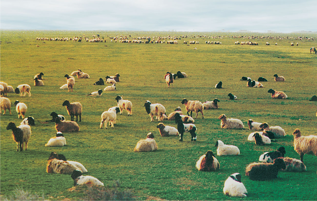 وزارة الفلاحة تدعو مُربي الماشية إلى توخّي أقصى درجات الحذر توقيا من مرض "بومريرة"