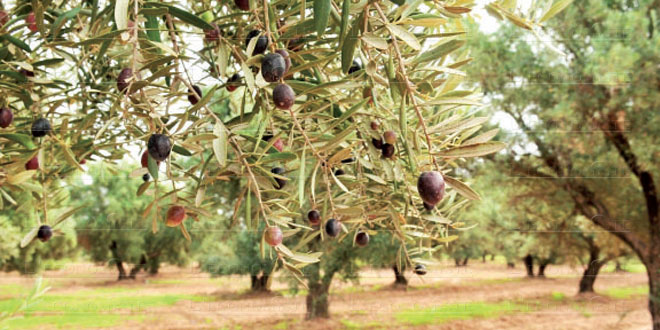 Huile d’olive : une campagne freinée par les coûts et la pénurie de main-d’œuvre