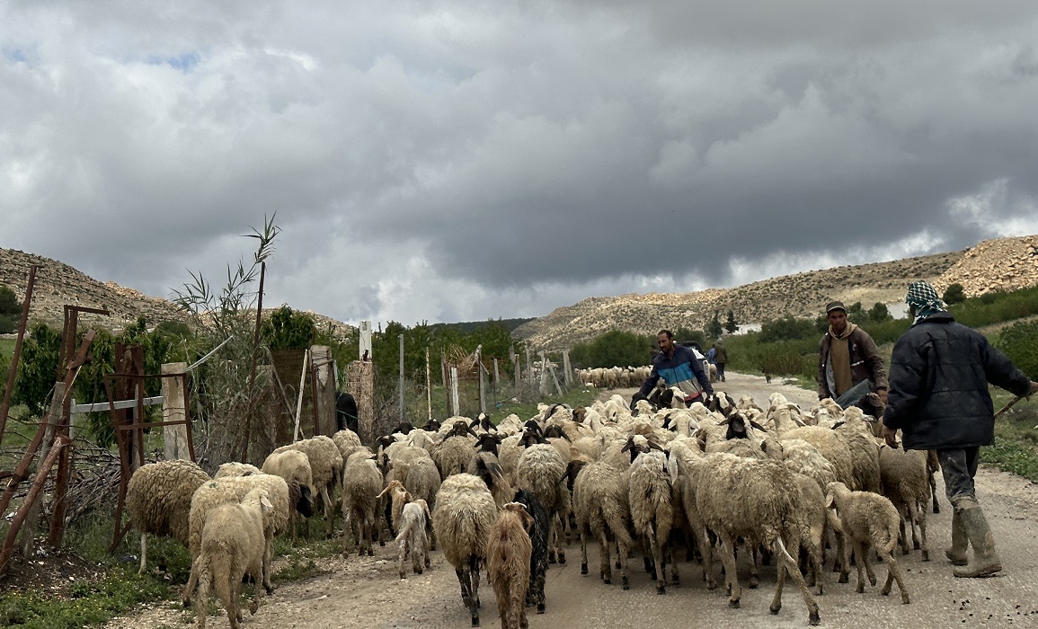 وزارة الفلاحة تحذر من مخاطر التغيير الفجئي في النظام الغذائي للحيوانات