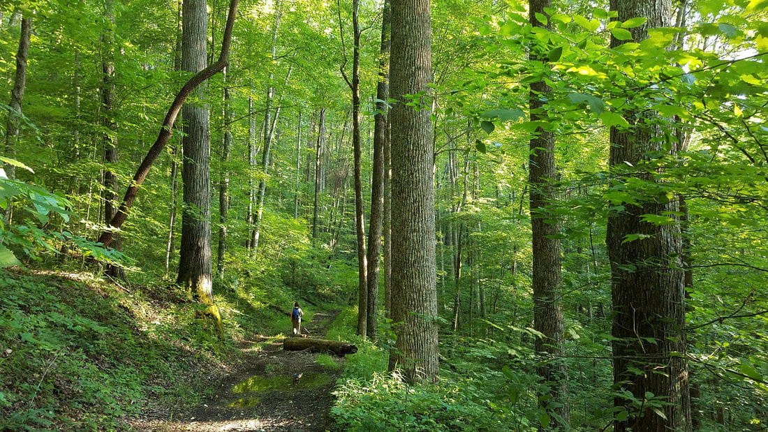 مجلّة الغابات : أقفال قانونية تحرم تونس من التمويلات المناخية الدولية