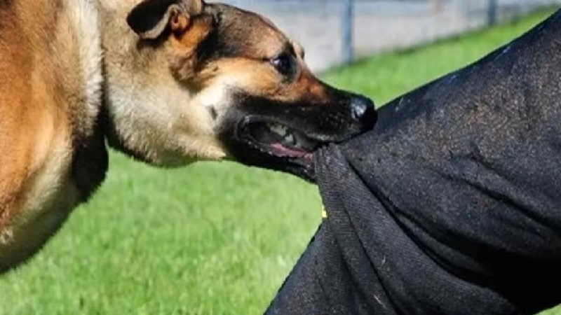 القصرين: مندوبية الفلاحة تُحذر من انتشار داء الكلب الحيواني وتُقدم جملة من التوصيات