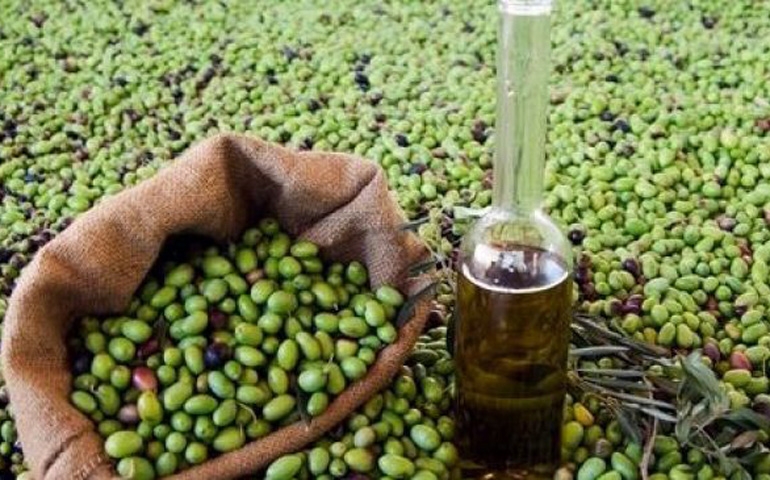 يوم ترويجي لزيت الزيتون البيولوجي يوم 31 جانفي 2026 بميناء مرسى القنطاوي بمدينة حمام سوسة