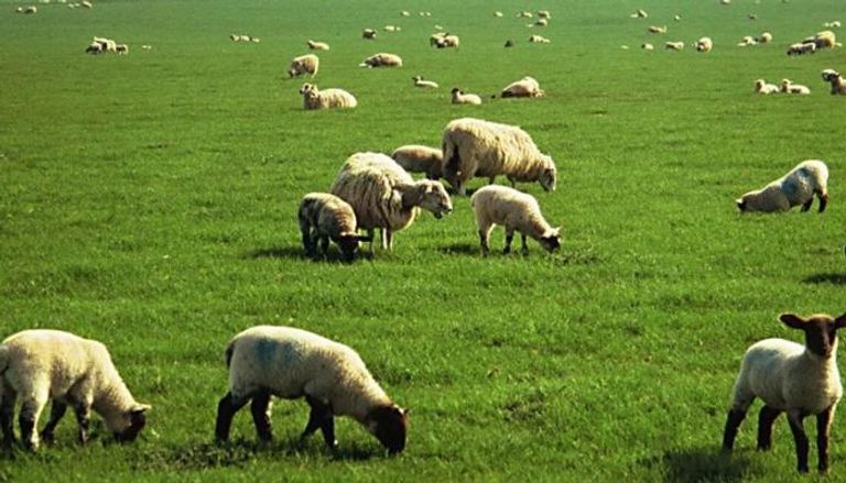 سليانة: تلقيح أكثر من 28 ألف رأس من الأبقار وأكثر من 300 ألف من المجترات الصغرى خلال السنة المنقضية