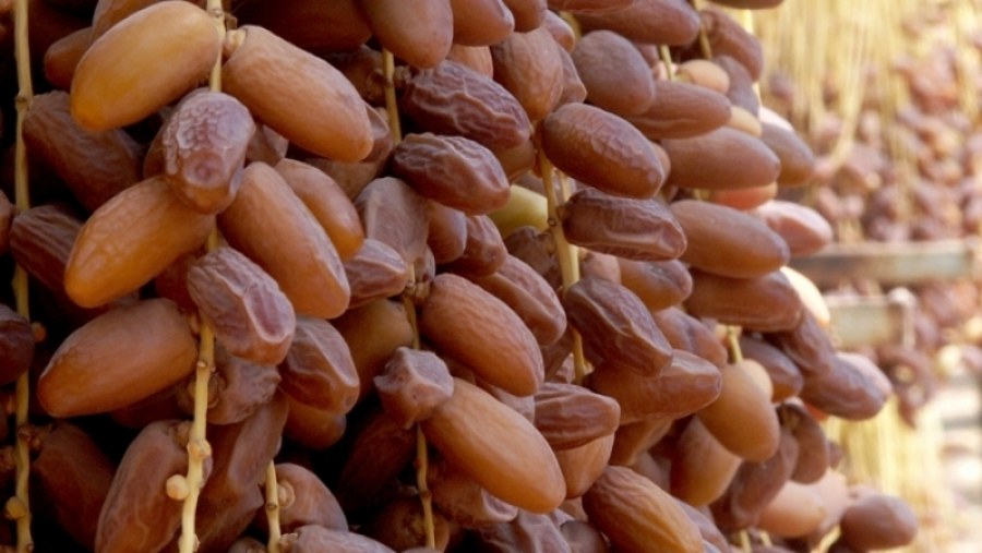 المنستير: خيمة من المنتج إلى المستهلك لترويج التمور بساحة الفنون.