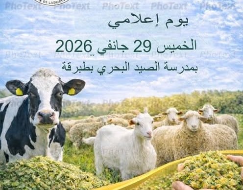 جندوبة : بمدينة طبرقة يوم اعلامي للتعريف بالعلف الرطب المخصص للابقاروالمجترات الصغرى