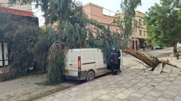 باجة: الحماية المدنية تتدخّل بعدد من الطرقات لإزاحة الأشجار المتساقطة بسبب الرياح القوية