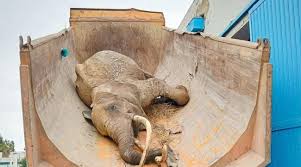 بلدية تونس: وفاة الفيلة "بايبي" بحديقة الحيوانات طبيعية