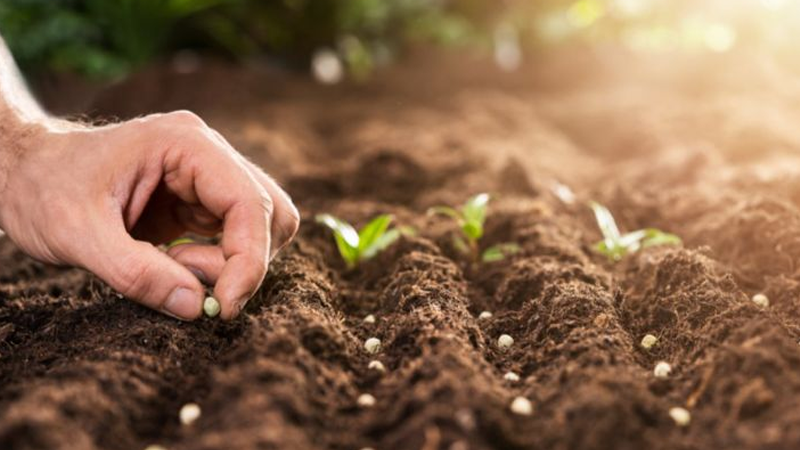 بن عروس: تقدم عملية البذر في المساحات المخصصة لزراعة البقول الجافة بـ54%