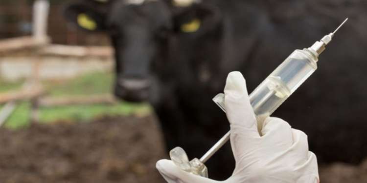 الحملة الوطنية لتلقيح القطيع ستنطلق بكامل ولايات الجمهورية بداية من غرّة شهر فيفري 2026