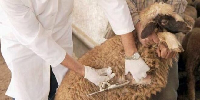 بداية من اليوم: انطلاق الحملة الوطنية لتلقيح القطيع بكامل ولايات الجمهورية