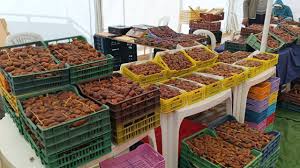 المنستير: اقبال هام على أسبوع بيع التمور الذي ينتظم من 01 إلى 08 فيفري الجاري بساحة الفنون