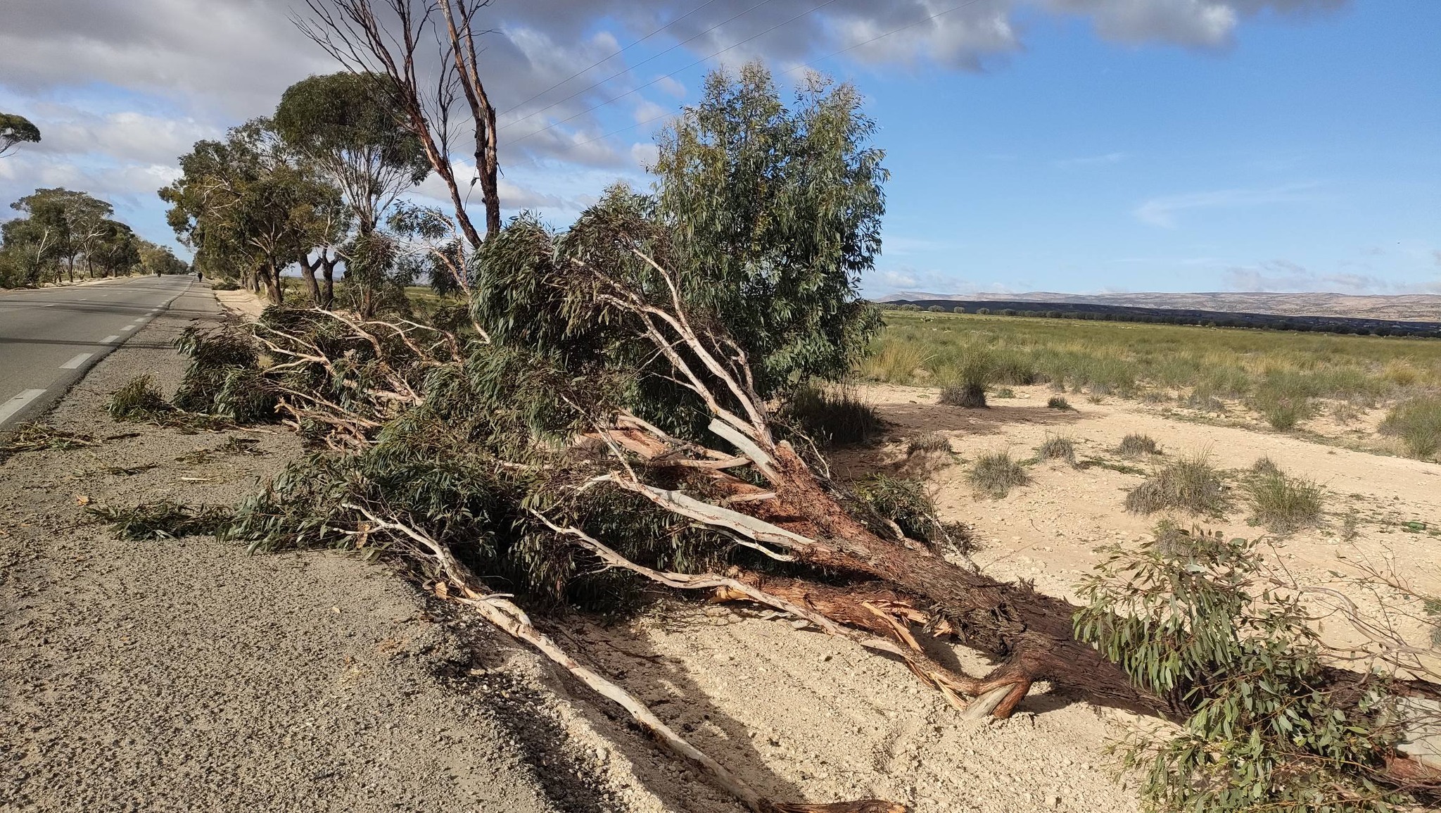 القصرين: الرياح القوية تخلف أضرارا فلاحية بعدد من المناطق وتدخلات عاجلة لإزالة مخلفاتها