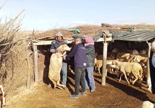 حذّر من إمكانية تكاثر الحشرات الناقلة للأمراض الحيوانية: عميد البياطرة يدعو إلى الإقبال على تلقيح القطيع