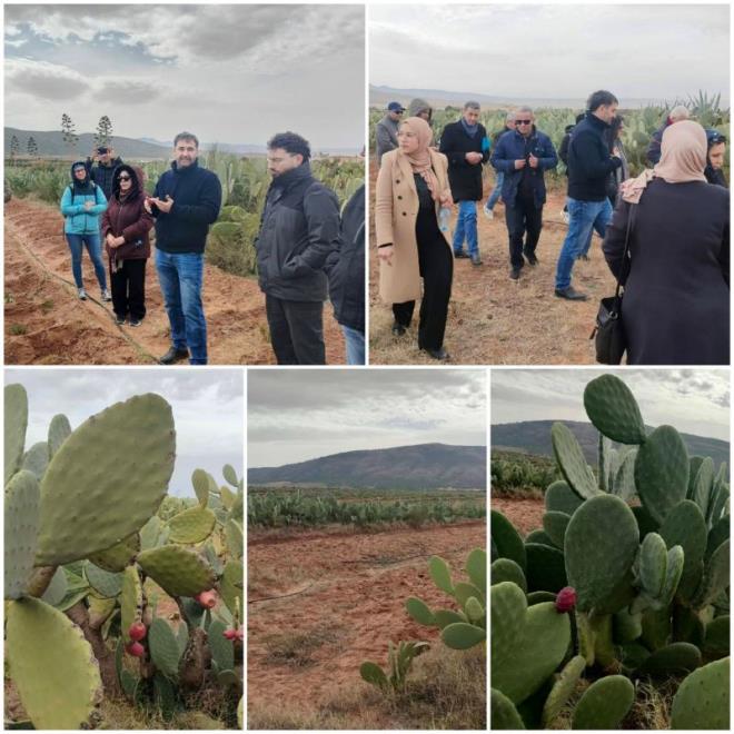 القصرين: المشروع البحثي الأوروبي "فينوس" يراهن على نبتة التين الشوكي لتحويل الأراضي الهامشية إلى فضاءات ذات قيمة مضافة