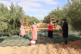 تقدم موسم جني الزيتون بسيدي بوزيد بـ68%