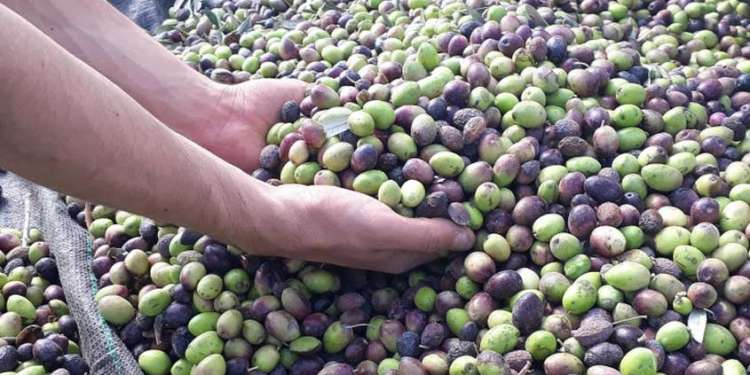 تقدم موسم جني الزيتون بسيدي بوزيد بـ68%