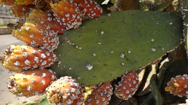 سوسة: ورشة عمل بشط مريم حول نتائج أنشطة جمع وانتقاء وإكثار أنماط التّين الشّوكي المقاومة للحشرة القرمزيّة.