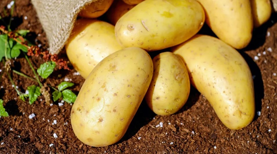 أريانة : حجز 3 أطنان من البطاطا داخل مخزن عشوائي