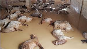 نابل: أمطار 19 و20 جانفي المنقضي تسبّبت في نفوق 125 ألف طير دجاج و900 رأس غنم و 50 رأس بقر وفي إتلاف 800 بيت نحل