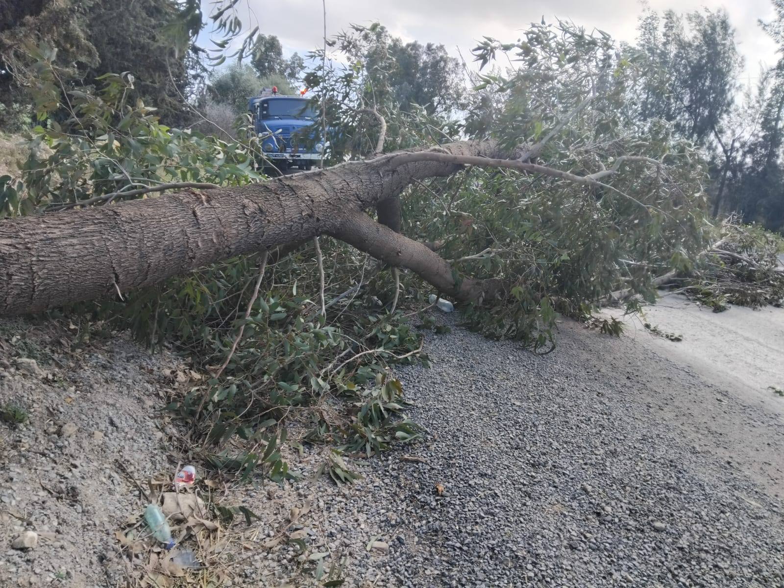 زغوان: فكّ العُزلة عن عدة مناطق وإزالة الأشجار المُتساقطة بفعل الرياح القويّة