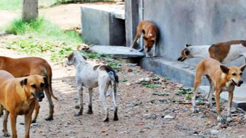 جمعية الرحمة تدعو إلى تسريع النظر في مقترح قانون يتعلق بحماية الحيوان والتخلي عن قنص الكلاب