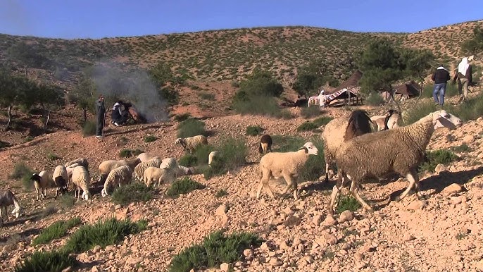 القصرين : المركز الثقافي الجبلي بسمامة يطلق مبادرة "غرين IYRP" احتفاءً بالسنة الدولية للمراعي والرعاة دون بلاستيك