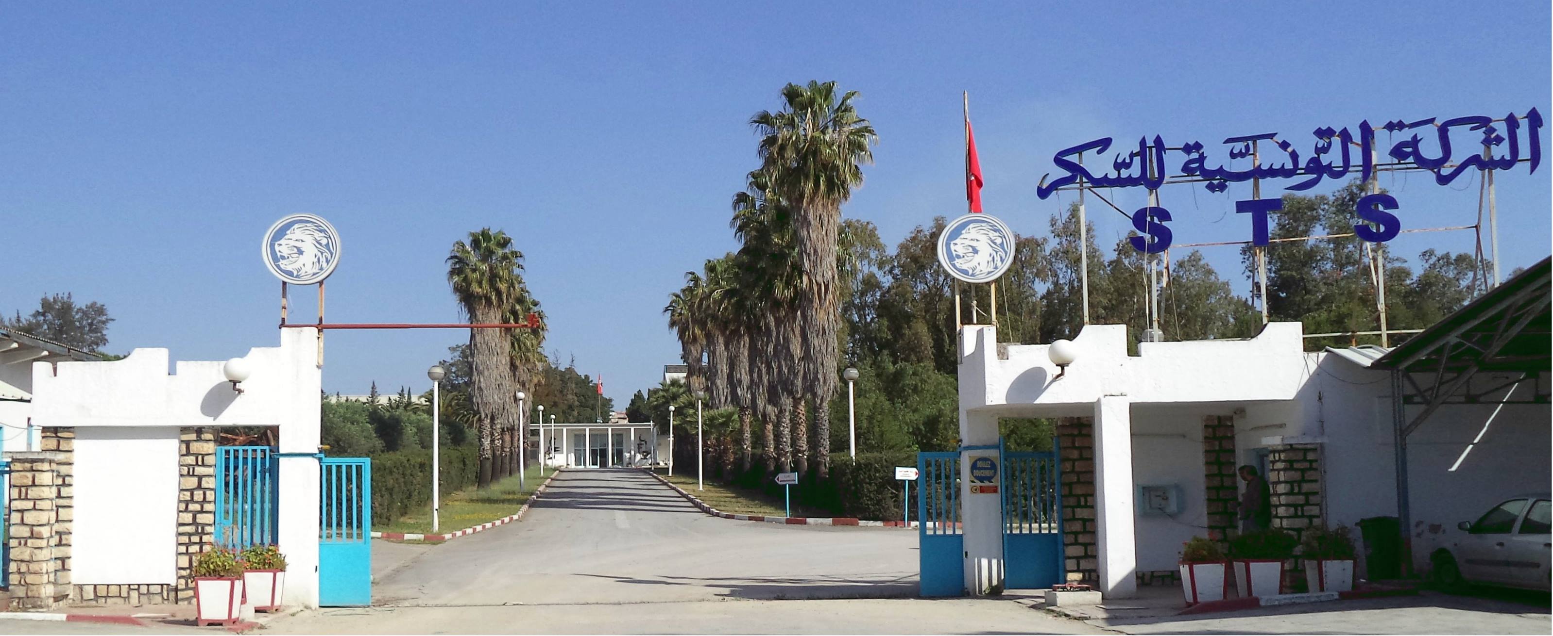 مصنع السكر بباجة يسـتأنف نشاطه