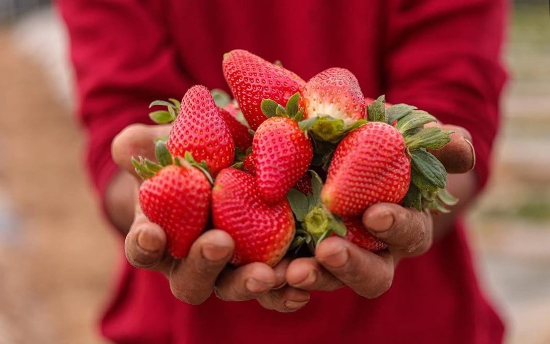 من شمال غزة إلى الضفة الغربية: زرع الأمل رغم النزوح