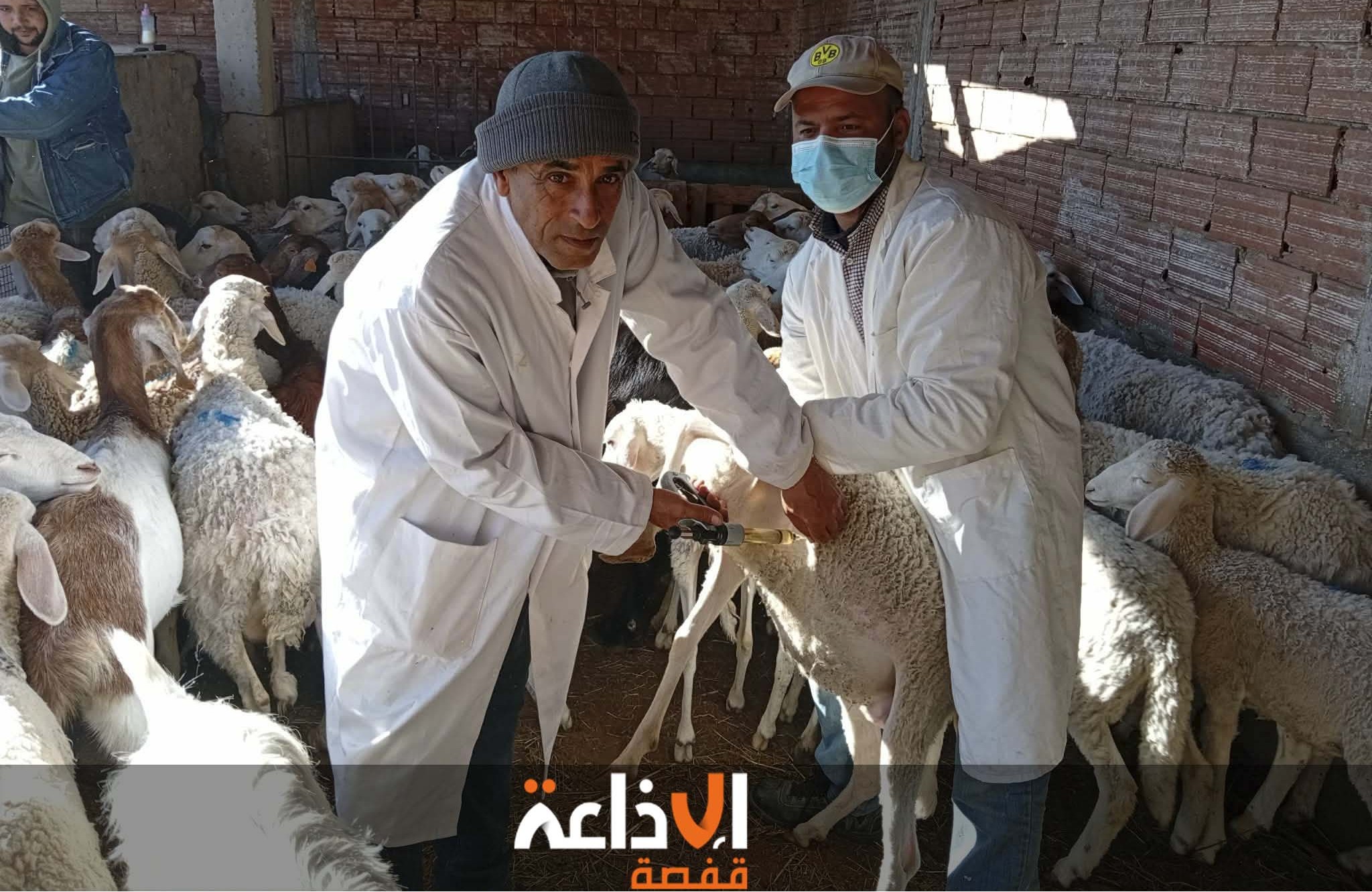 توزر: تواصل حملة تلقيح القطيع إلى غاية 30 أفريل 2026