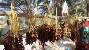 تمور: ارتفاع عائدات التصدير بنسبة 4،4 المائة خلال الأشهر الأربعة الأولى من موسم 2026/2025