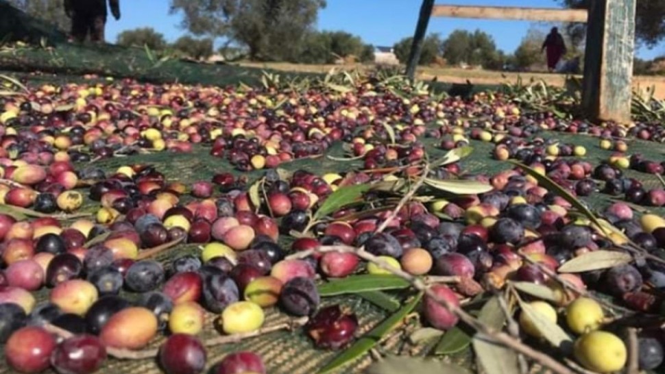 تونس تحتل المرتبة الخامسة كمورد للزيتون المعبأ في السوق الياباني