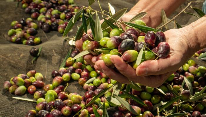 تونس تحتل المرتبة الخامسة كمورد للزيتون المعبأ في السوق الياباني