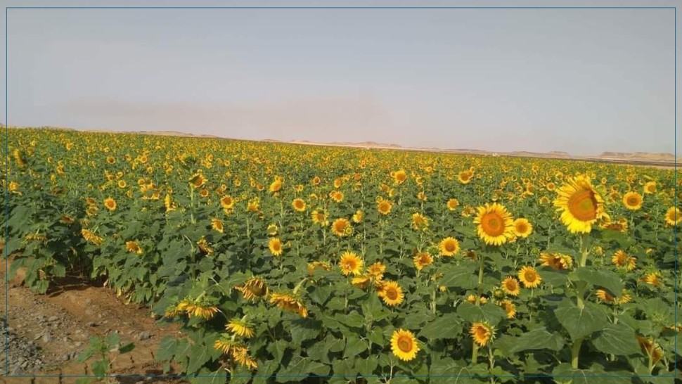باجة: انطلاق  موسم زراعة عباد الشمس بعد تحسن في المساحات المزروعة  