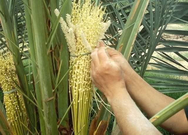 قبلي: انطلاق تلقيح نخيل “المطلق” بعدد من الواحات قبل دقلة النور