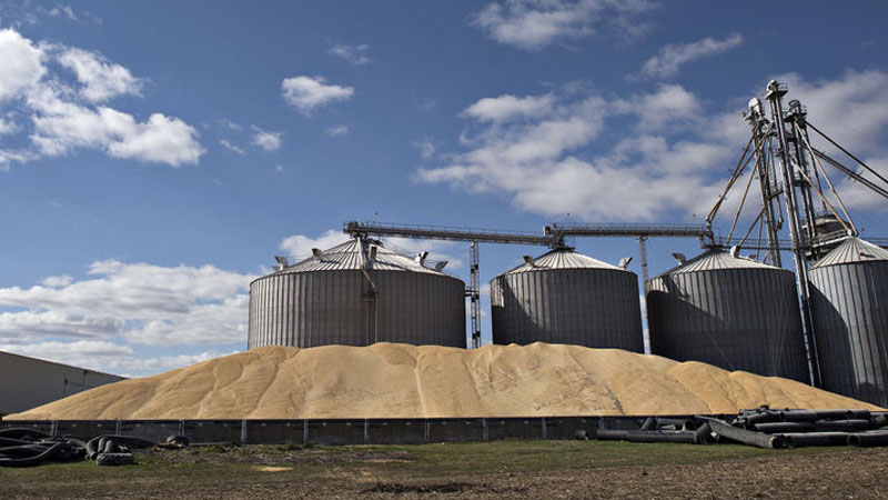 سليانة: 99 بالمائة نسبة إجلاء الحبوب بمراكز التجميع