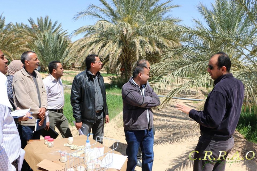 توزر: اختتام ورشة حول التلقيح الآلي لرفع إنتاجية النخيل بحامة الجريد