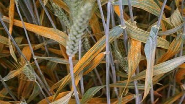 رصد اولى بؤر مرض الصّدأ الأصفر ببعض مزارع القمح الصّلب بمناطق الانتاج بالشّمال
