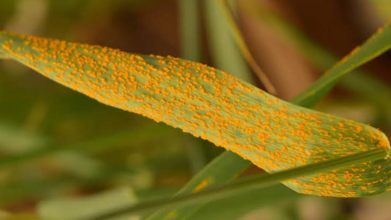 رصد اولى بؤر مرض الصّدأ الأصفر ببعض مزارع القمح الصّلب بمناطق الانتاج بالشّمال