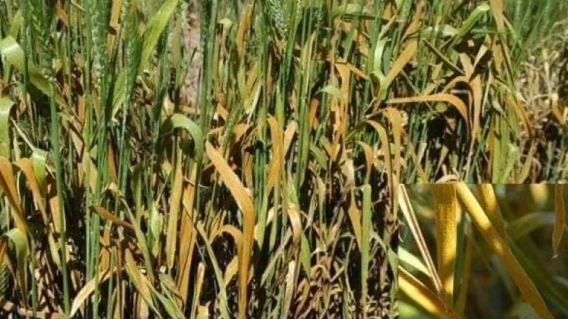   تسجيل  بؤر مرض الصّدأ الأصفر ببعض مزارع القمح الصّلب بمناطق الانتاج بالشّمال  ودعوة  الفلاحين  لمراقبة  زراعات الحبوب والتدخل بالمداواة  