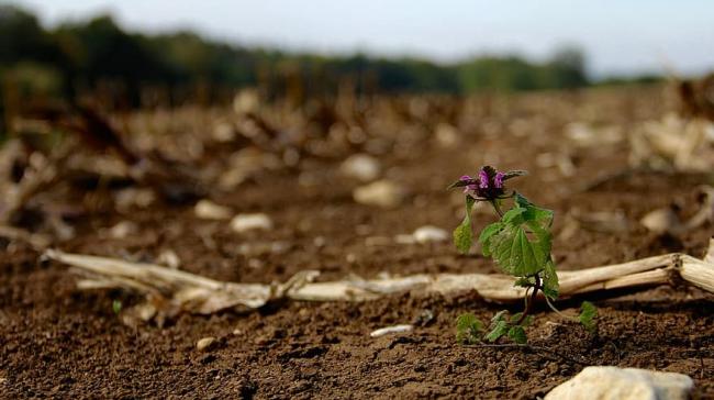 اليوم 6 مارس يمثل نزول جمرة التراب وهي علامة من علامات تحوّل الطقس نحو الربيع