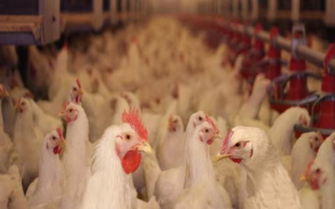 تحديد الأسعار القصوى لبيع الدواجن.