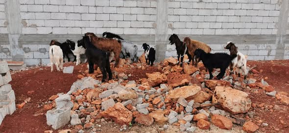 القصرين:  ذبح 10 جديان محجوزة من قبل الديوانة لطرحها لاحقا بنقطة البيع من المنتج إلى المستهلك