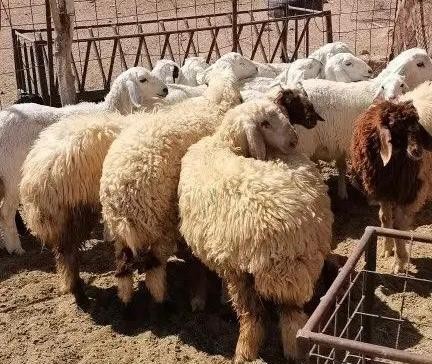 الديوان الوطني للأعلاف يُعلن عن سعر بيع علف تسمين الخرفان N Eng plus للمربين