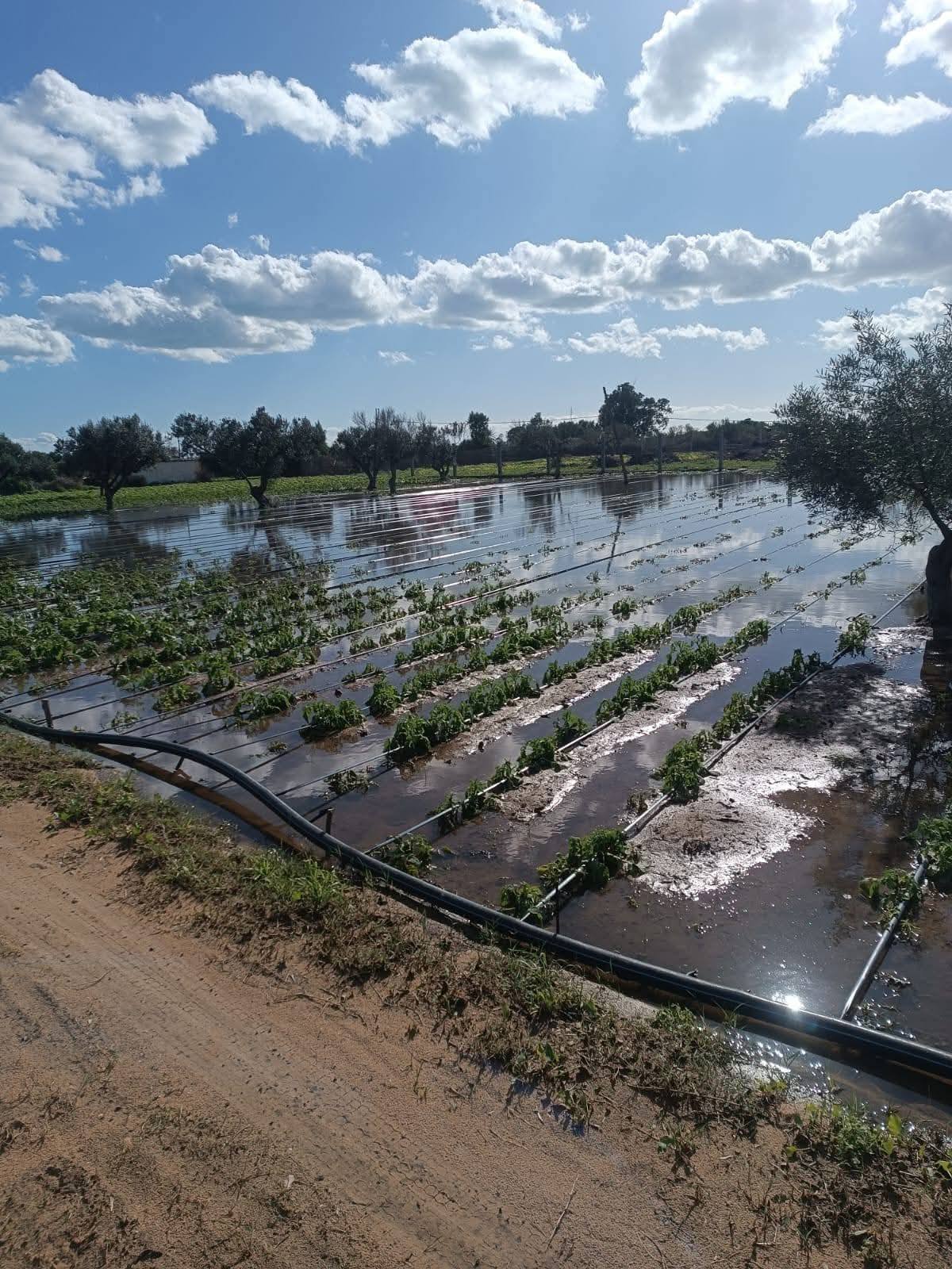 يهم 50 ألف فلاح تونسي،مجلس النواب ينظر اليوم في مقترح قانون تسوية الديون 