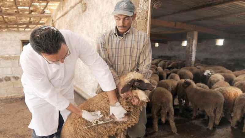 الادارة العامة للمصالح البيطرية تشدد على اليقظة الصحية وتكثيف التلقيح لحماية القطيع الوطني