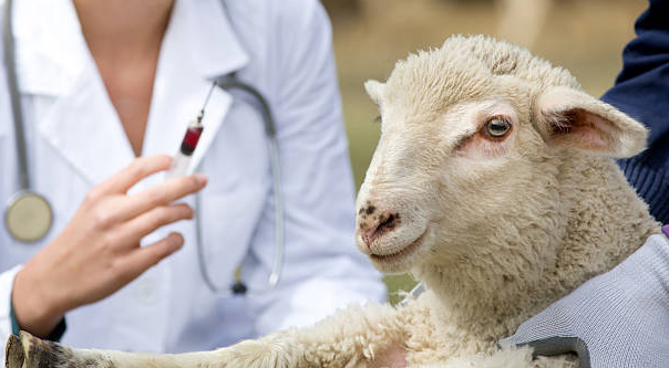 الادارة العامة للمصالح البيطرية تشدد على اليقظة الصحية وتكثيف التلقيح لحماية القطيع الوطني